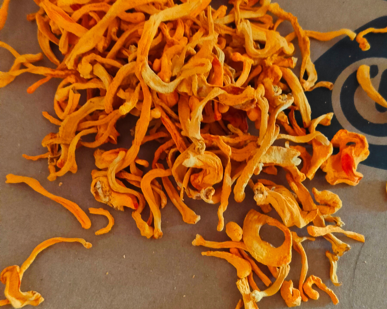 Cordyceps Militaris क्या है? Beginner Guide (Hindi + English)